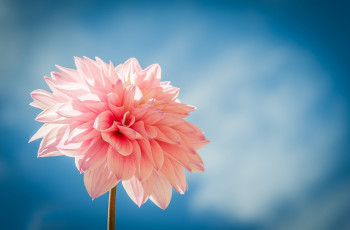 Картинка цветы георгины цветок розовый георгин голубой фон