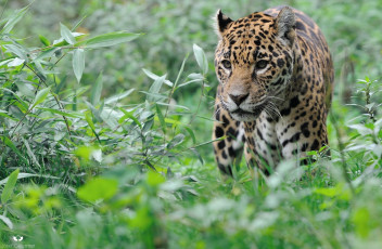 Картинка животные Ягуары заросли морда хищник прогулка зелень