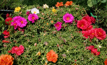 Картинка цветы портулак сад много portulaca margarita