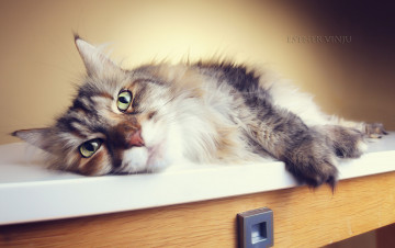 Картинка животные коты лежит пушистая кошка взгляд