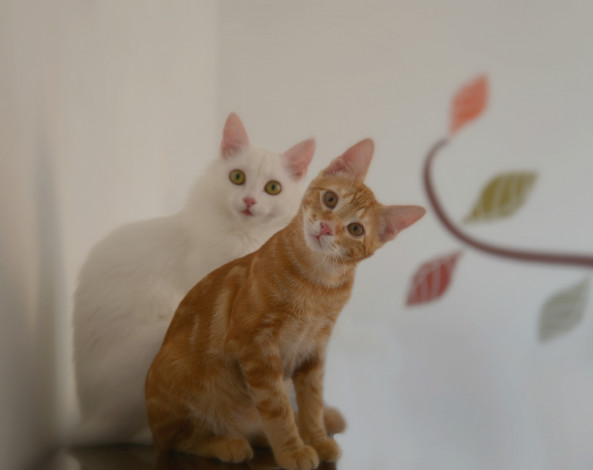 Обои картинки фото животные, коты, взгляд, узор, удивление, стена, рыжий, белый
