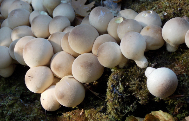 Обои картинки фото природа, грибы, дождевики, мох, макро