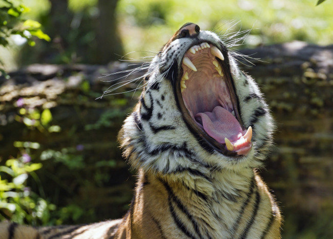 Обои картинки фото животные, тигры, пасть, зевает, хищник, морда, язык, клыки