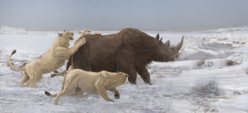 Картинка 3д+графика животные+ animals львы носорог