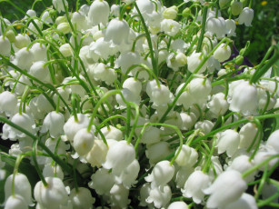 Картинка цветы ландыши весна букет ландыш белые