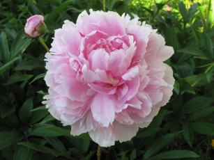 Картинка цветы пионы пион розовый бутоны