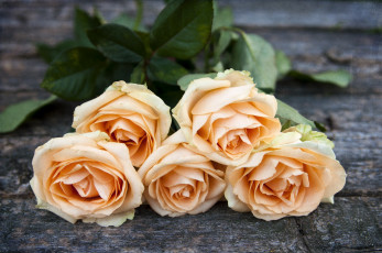 Картинка цветы розы бутоны букет
