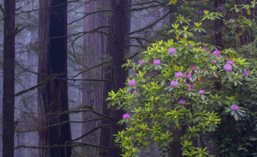 Картинка цветы цветущие+деревья+ +кустарники лес деревья куст цветение туман