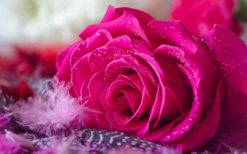 Картинка цветы розы бутон пушинка лепестки пух капли роза
