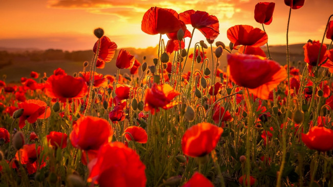 Обои картинки фото цветы, маки, красные, поле, закат
