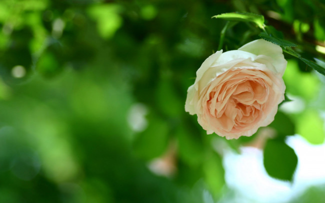 Обои картинки фото цветы, розы, роза, кремовая