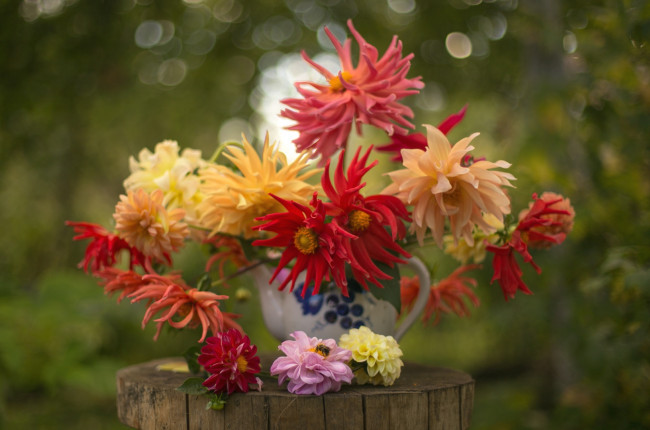 Обои картинки фото цветы, георгины, осень, букет