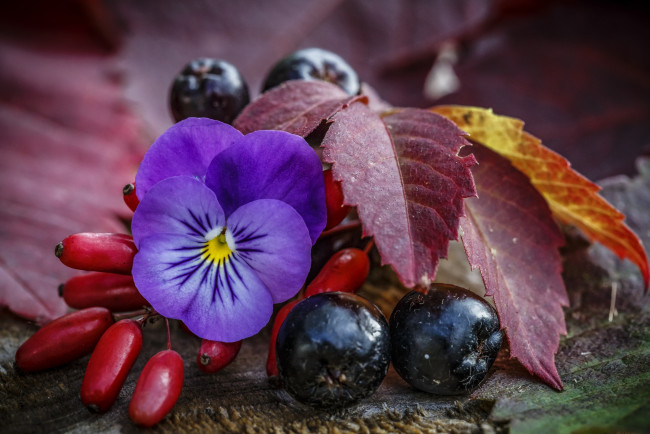 Обои картинки фото еда, фрукты,  ягоды, виола, макро, арония, осень, ягоды