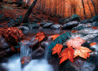 Картинка природа реки озера осень пейзаж ручей камни течение лес деревья листья