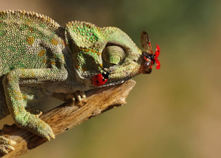 Картинка животные хамелеоны ящерица сучок насекомые хамелеон божьи коровки