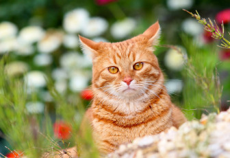 Картинка животные коты кот степан стёпка лето кошки питомцы дача природа рыжий