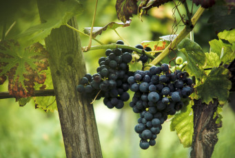 Картинка природа Ягоды +виноград ягоды фон виноград