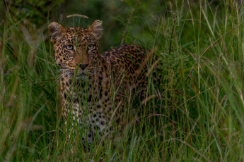 обоя leopard prowl, животные, леопарды, хищник