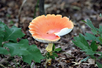 Картинка природа грибы +мухомор шляпка