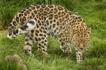 обоя amur leopard, животные, леопарды, хищник