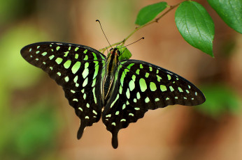 Картинка бабочка животные бабочки +мотыльки +моли листья ветка