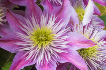 Картинка цветы клематис+ ломонос цветение лепестки клематис