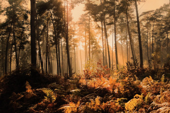 Картинка природа лес папоротник сосны