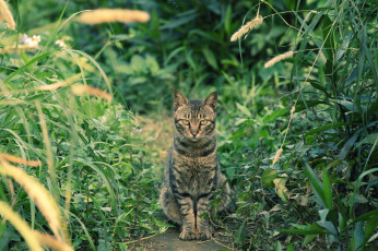 Картинка животные коты кот котэ трава взгляд