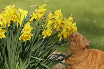 Картинка животные коты нарциссы цветы кошка рыжий кот