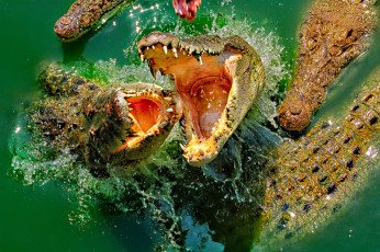 Картинка животные крокодилы хищник