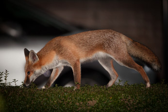 Картинка животные лисы лиса нюхает ушки мордочка взгляд