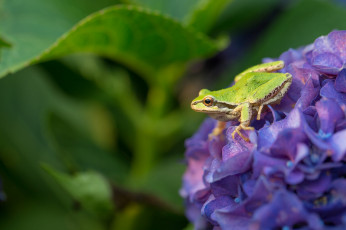 Картинка животные лягушки гортензия цветок трава природа зеленая лягушка листья