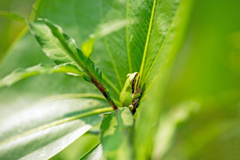 Картинка животные лягушки лягушка трава листья зеленая природа