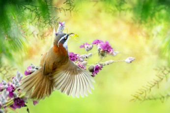 Картинка животные питты природа богомол птица ветки тропики насекомое цветы
