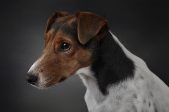 Картинка животные собаки друг собака fox terrier взгляд