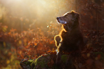 Картинка животные собаки природа осень собака