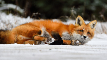 обоя животные, лисы, рыжая, лиса, снег