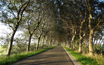 Картинка природа дороги деревья шоссе