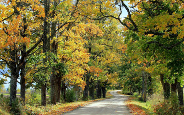 Картинка природа дороги осень деревья дорога проселочная