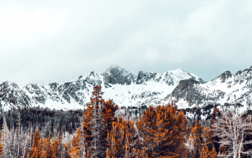 Картинка природа горы лес вершины снежные