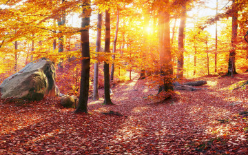 Картинка природа лес осень деревья леса украина камни карпаты листья