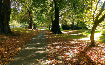 Картинка природа парк листопад осень деревья аллея