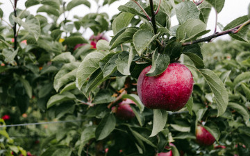 Картинка природа плоды яблоня ветка яблоки
