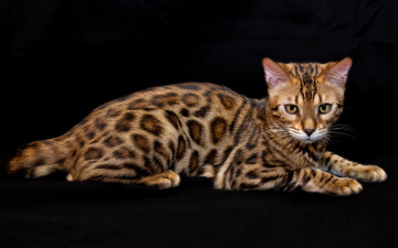 Картинка животные коты бенгальская узор порода