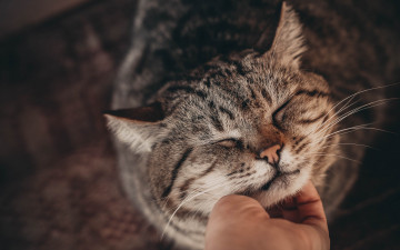 Картинка животные коты cat рука кошка
