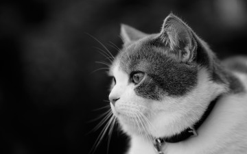 Картинка животные коты котейка чёрно-белая портрет взгляд кошка ошейник профиль монохром мордочка