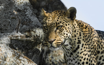 Картинка животные леопарды взгляд