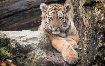 Картинка животные тигры детеныш
