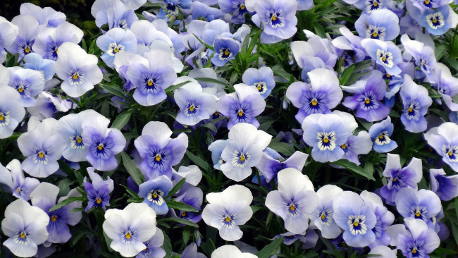 Обои картинки фото цветы, анютины глазки , садовые фиалки, голубые, анютины, глазки