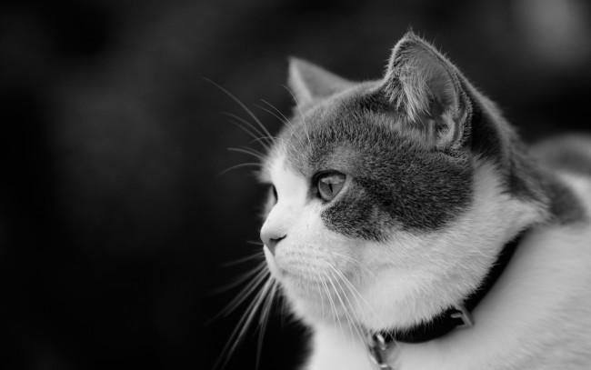 Обои картинки фото животные, коты, котейка, чёрно-белая, портрет, взгляд, кошка, ошейник, профиль, монохром, мордочка